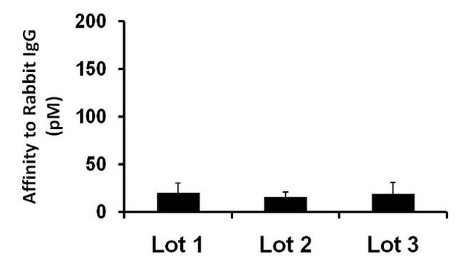 Rabbit IgG (Heavy chain) Secondary Antibody