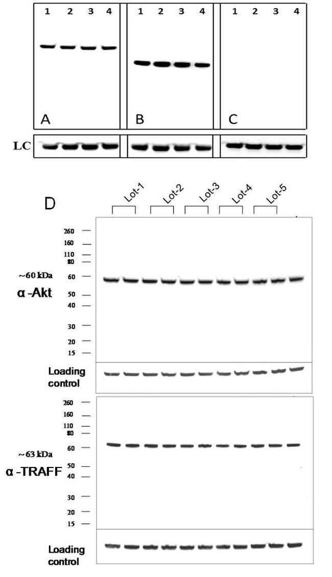 Rabbit IgG (Heavy chain) Secondary Antibody in Western Blot (WB)