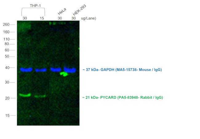 Rabbit IgG (Heavy chain) Secondary Antibody in Western Blot (WB)