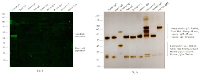 Rabbit IgG (Heavy chain) Secondary Antibody in Western Blot (WB)