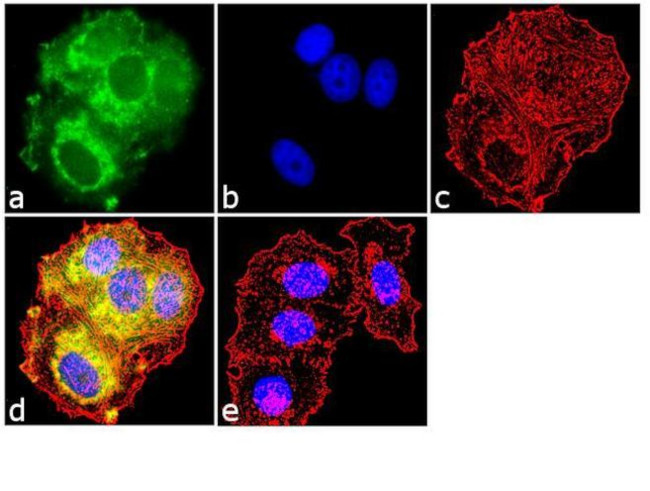 Rabbit IgG (Heavy chain) Secondary Antibody in Immunocytochemistry (ICC/IF)