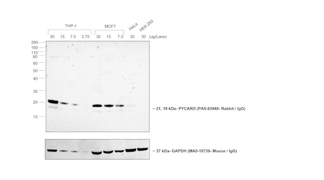 Rabbit IgG (Heavy chain) Secondary Antibody in Western Blot (WB)