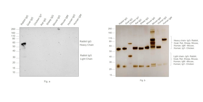 Rabbit IgG (Heavy chain) Secondary Antibody in Western Blot (WB)