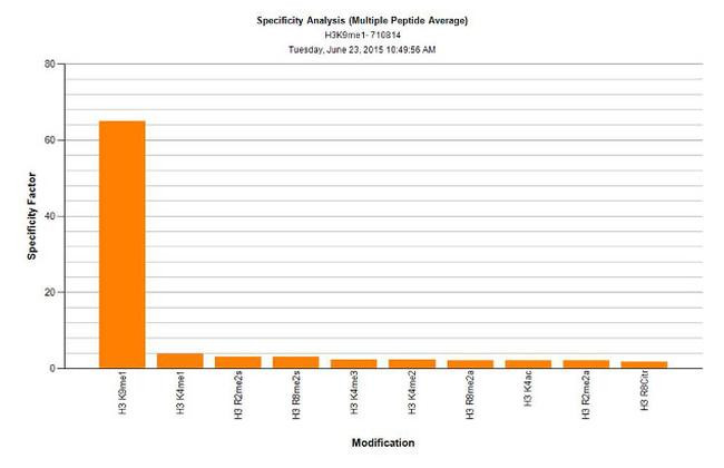 Rabbit IgG (Heavy chain) Secondary Antibody in Peptide array (ARRAY)