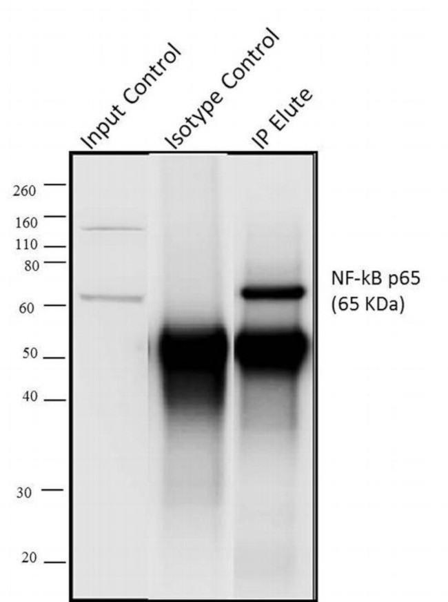 Rabbit IgG (Heavy chain) Secondary Antibody in Immunoprecipitation (IP)