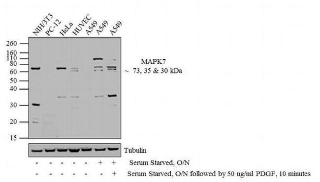 Rabbit IgG (Heavy chain) Secondary Antibody in Western Blot (WB)