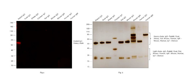 Rabbit IgG (Heavy chain) Secondary Antibody in Western Blot (WB)