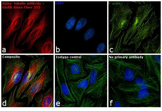 Rabbit IgG (Heavy chain) Secondary Antibody in Immunocytochemistry (ICC/IF)