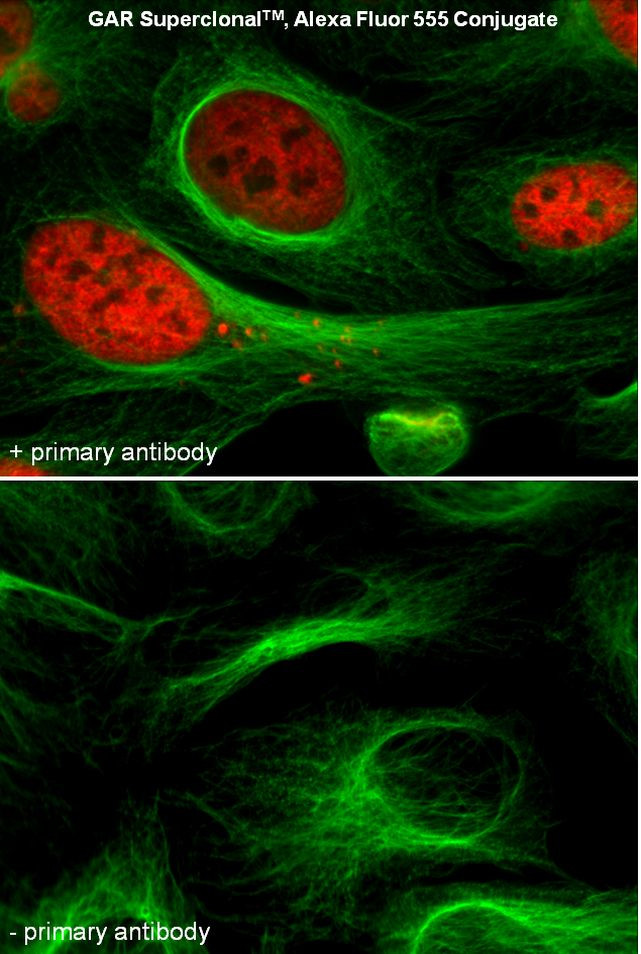 Rabbit IgG (Heavy chain) Secondary Antibody in Immunocytochemistry (ICC/IF)