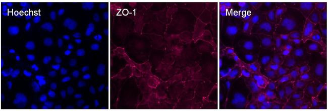 Rabbit IgG (Heavy chain) Secondary Antibody in Immunocytochemistry (ICC/IF)