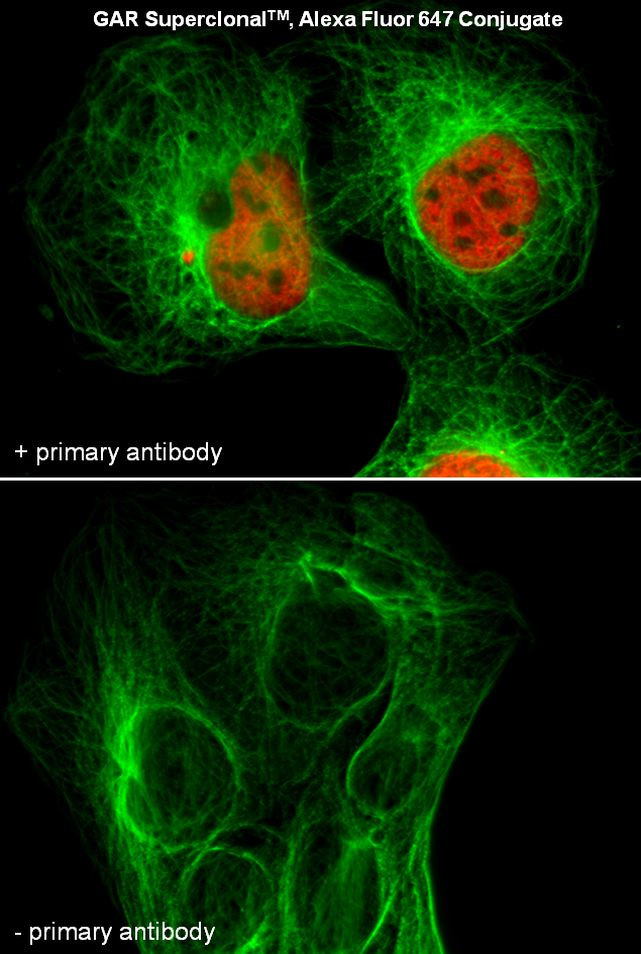 Rabbit IgG (Heavy chain) Secondary Antibody in Immunocytochemistry (ICC/IF)