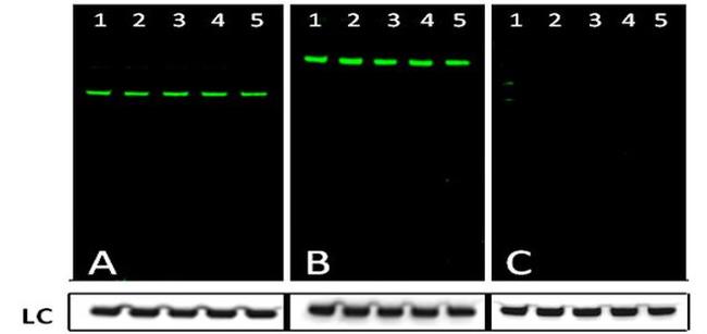 Rabbit IgG (Heavy chain) Secondary Antibody in Western Blot (WB)