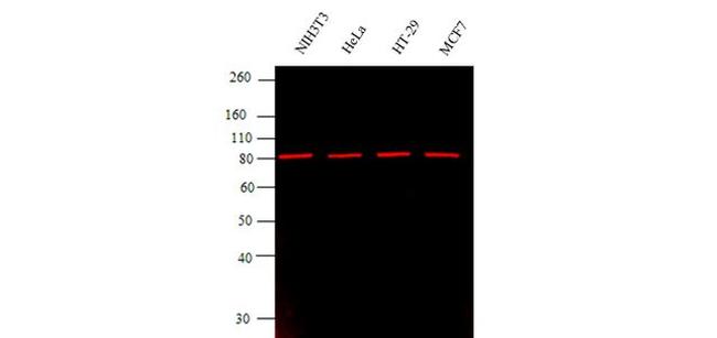 Rabbit IgG (Heavy Chain) Secondary Antibody in Western Blot (WB)