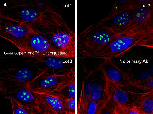 Mouse IgG (H+L) Secondary Antibody in Immunocytochemistry (ICC/IF)