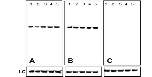 Mouse IgG (H+L) Secondary Antibody in Western Blot (WB)