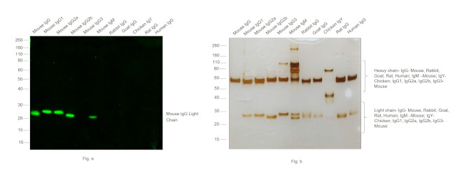 Mouse IgG (H+L) Secondary Antibody in Western Blot (WB)