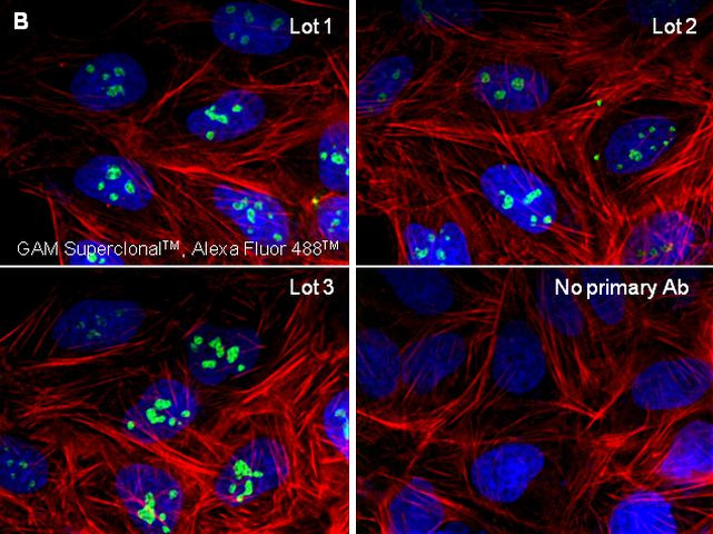 Mouse IgG (H+L) Secondary Antibody in Immunocytochemistry (ICC/IF)