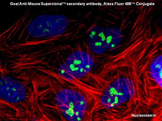 Mouse IgG (H+L) Secondary Antibody in Immunocytochemistry (ICC/IF)