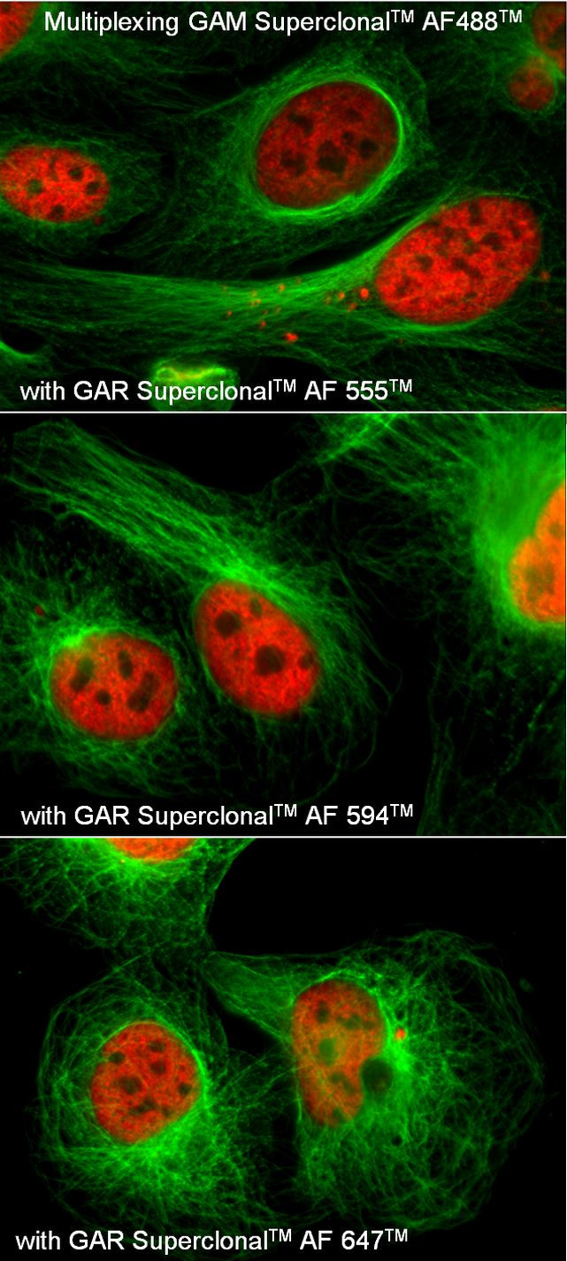 Mouse IgG (H+L) Secondary Antibody in Immunocytochemistry (ICC/IF)