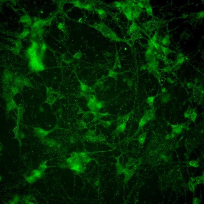 Mouse IgG (H+L) Secondary Antibody in Immunocytochemistry (ICC/IF)