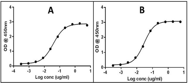 Mouse IgG (H+L) Secondary Antibody in ELISA (ELISA)