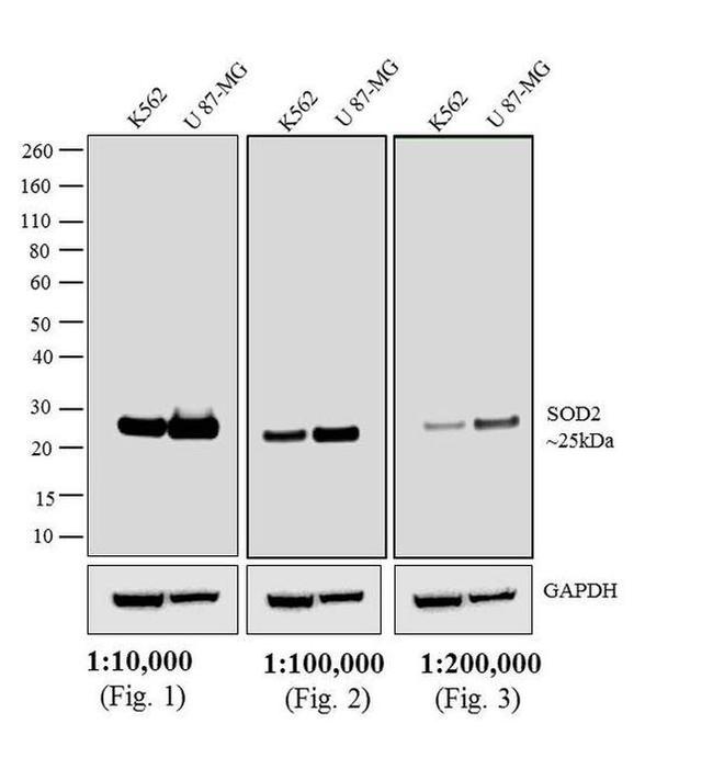 Mouse IgG (H+L) Secondary Antibody in Western Blot (WB)