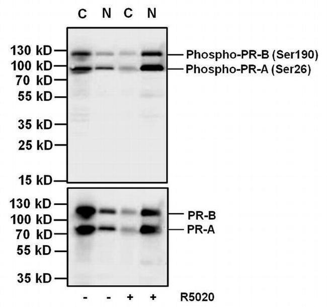 Mouse IgG (H+L) Secondary Antibody in Western Blot (WB)