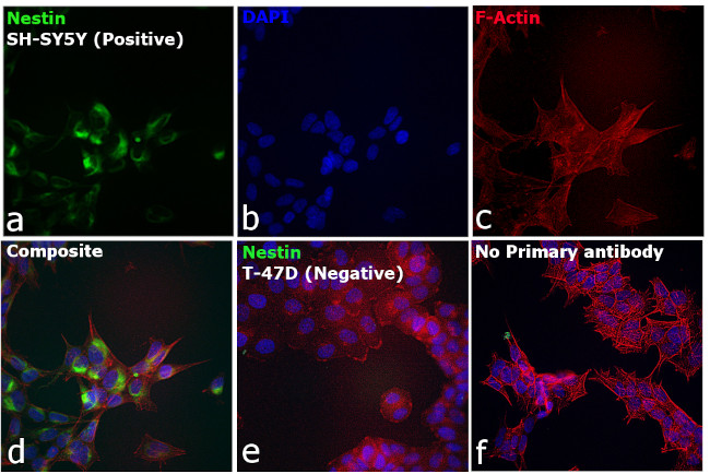 Mouse IgG (H+L) Secondary Antibody in Immunocytochemistry (ICC/IF)