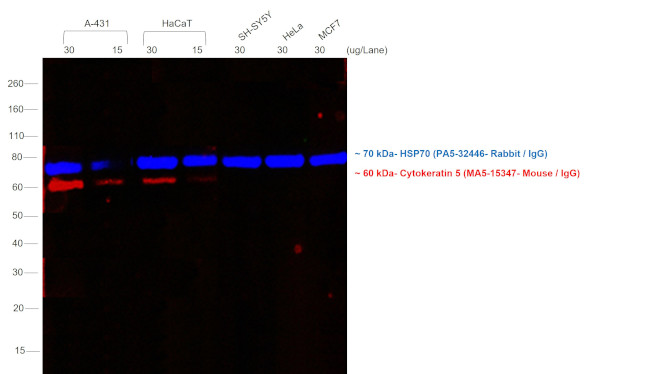 Mouse IgG (H+L) Secondary Antibody in Western Blot (WB)