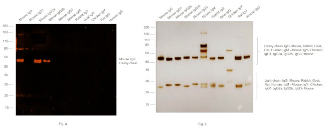 Mouse IgG (H+L) Secondary Antibody in Western Blot (WB)