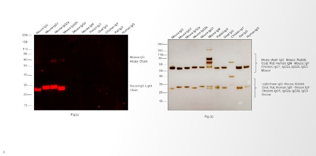 Mouse IgG (H+L) Secondary Antibody in Western Blot (WB)