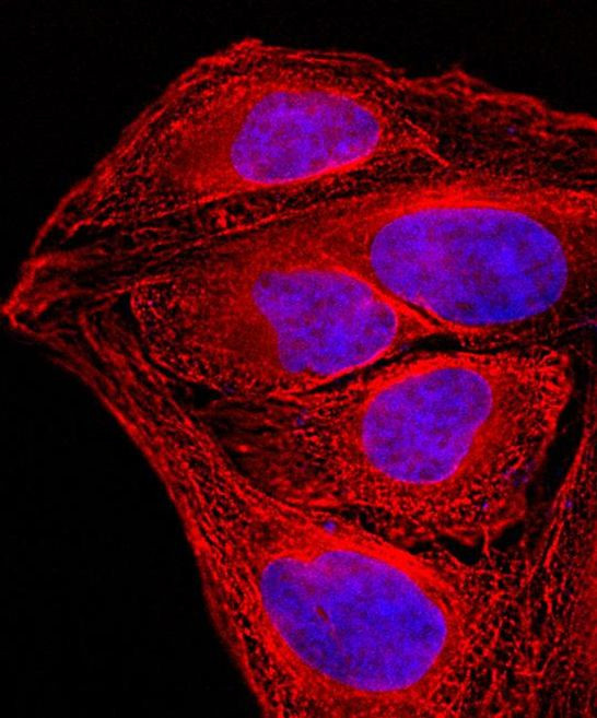 Mouse IgG (H+L) Secondary Antibody in Immunocytochemistry (ICC/IF)