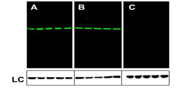 Mouse IgG (H+L) Secondary Antibody in Western Blot (WB)