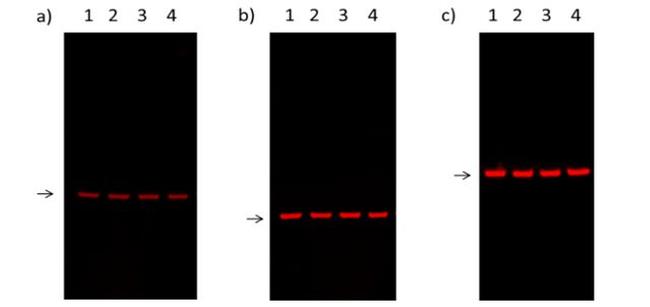 Mouse IgG (H+L) Secondary Antibody in Western Blot (WB)