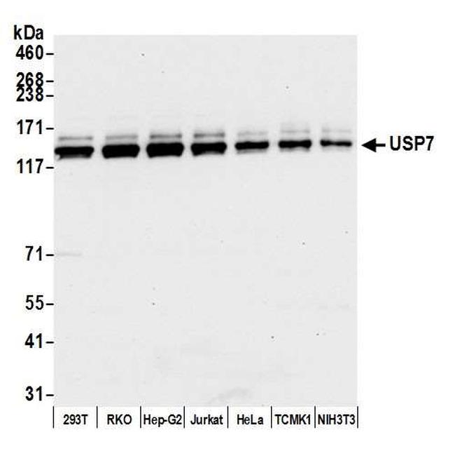 USP7 Antibody in Western Blot (WB)