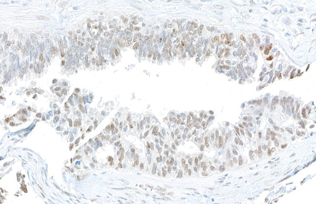 Phospho-gamma-H2AX (Ser139) Antibody in Immunohistochemistry (Paraffin) (IHC (P))