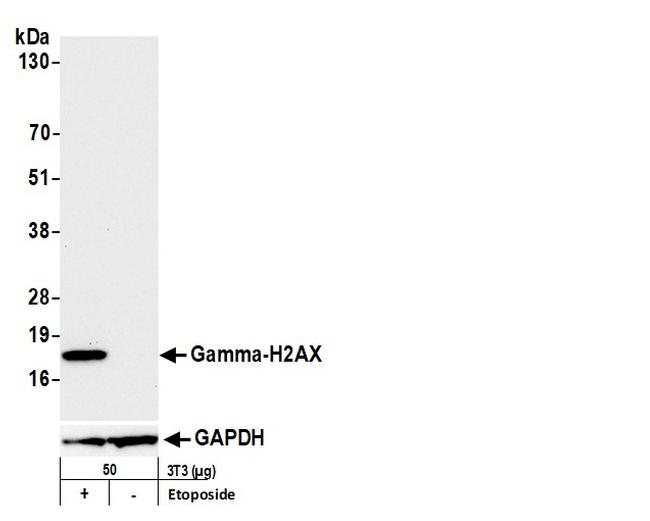 Phospho-gamma-H2AX (Ser139) Antibody in Western Blot (WB)