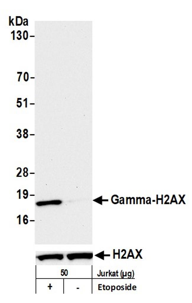 Phospho-gamma-H2AX (Ser139) Antibody in Western Blot (WB)