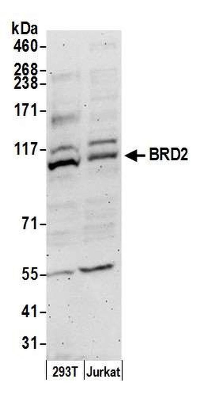 BRD2 Antibody in Western Blot (WB)