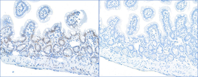 Phospho-RPA32 (Ser4, Ser8) Antibody in Immunohistochemistry (Paraffin) (IHC (P))