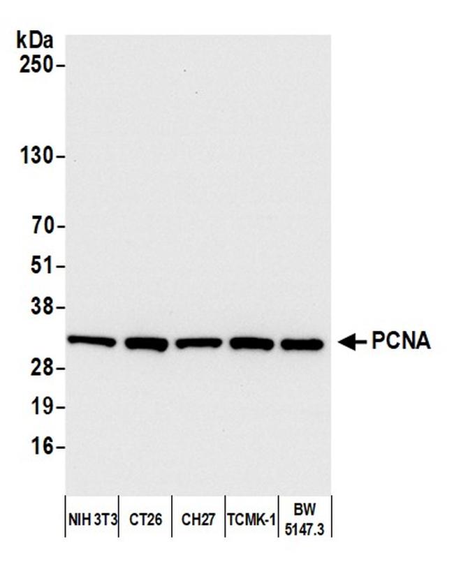 PCNA Antibody in Western Blot (WB)