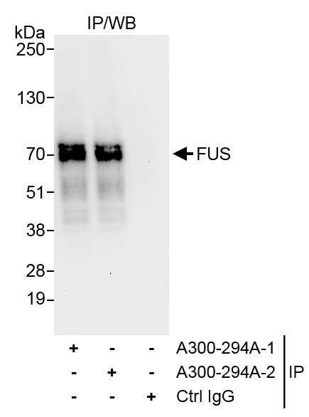 FUS Antibody in Immunoprecipitation (IP)