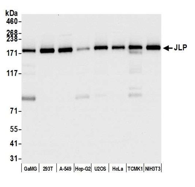 JLP Antibody in Western Blot (WB)