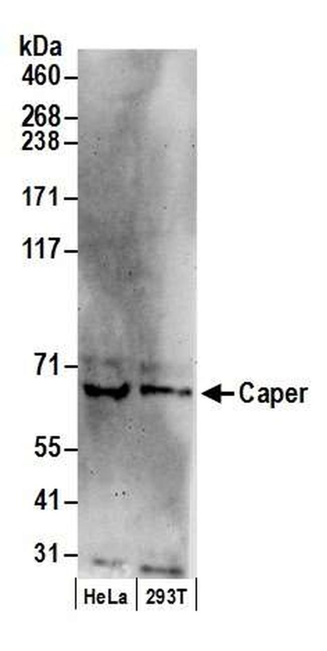 Caper Antibody in Western Blot (WB)