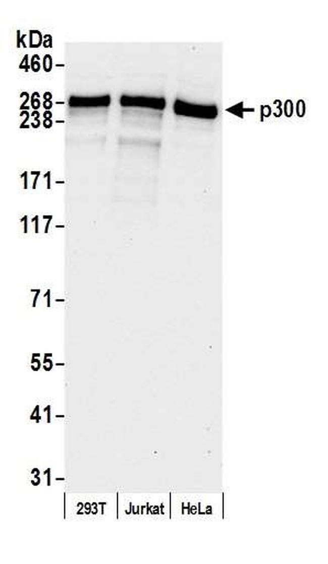 p300 Antibody in Western Blot (WB)