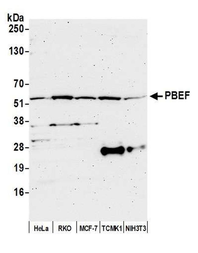 NAMPT/PBEF/Visfatin Antibody in Western Blot (WB)