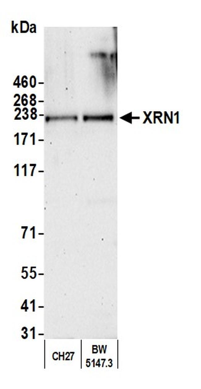 XRN1 Antibody in Western Blot (WB)