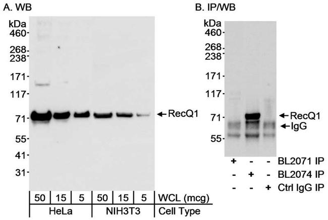 RecQ1 Antibody in Western Blot (WB)