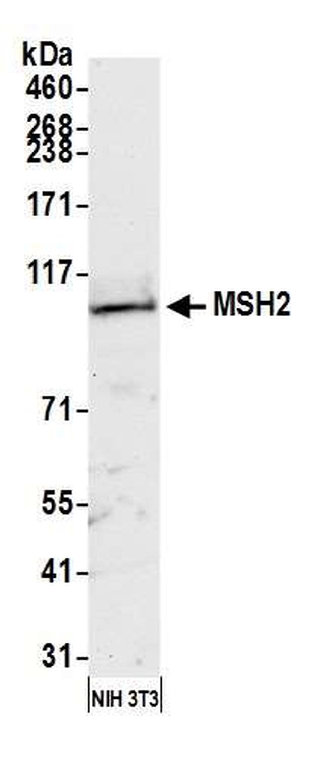 MSH2 Antibody in Western Blot (WB)