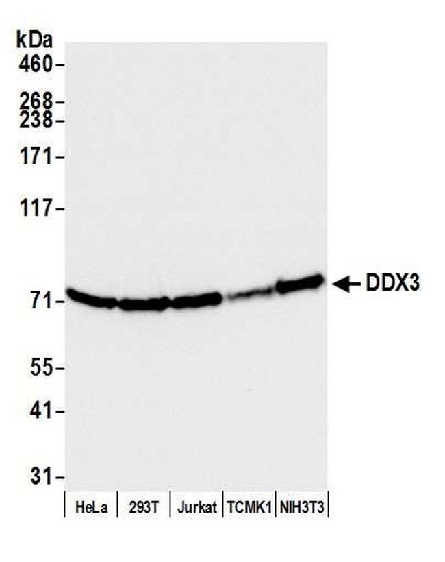 DDX3 Antibody in Western Blot (WB)